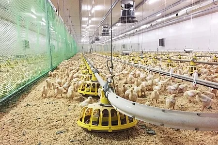 Здания ЛСТК | Спайдер-В® - Птицекомплексы